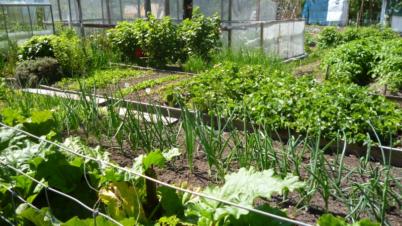 Aberystwyth Allotments